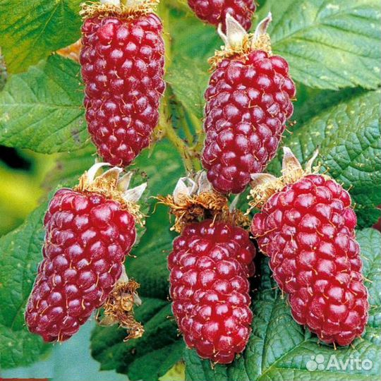 Малино-ежевичный гибрид Медана Тайберри