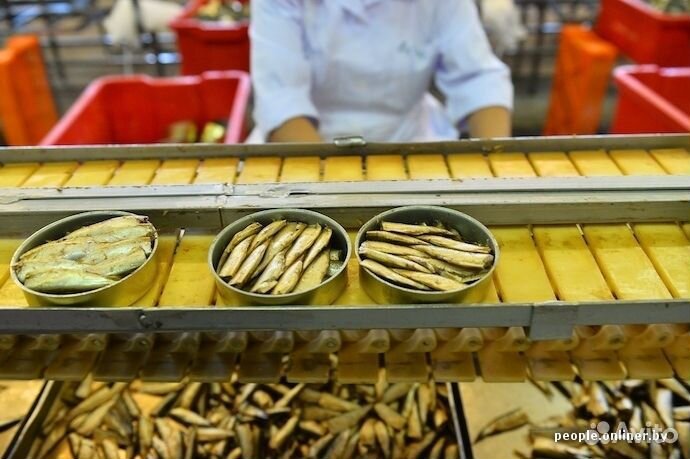 Фасовщица (ик) рыбы. Ежедневные выплаты. Вахта