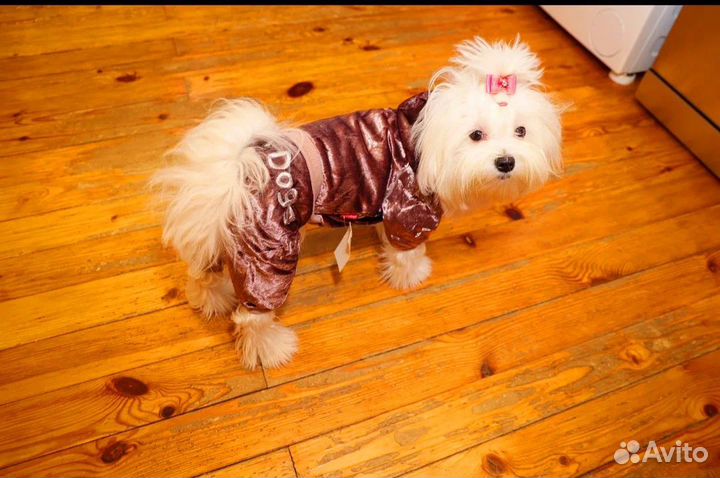 Комбинезон для собаки