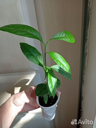 Денежное дерево, каланхоэ, веерная пальма и др