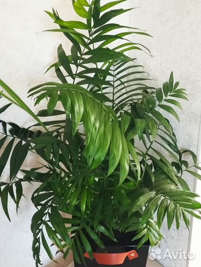 Пальма хамедорея