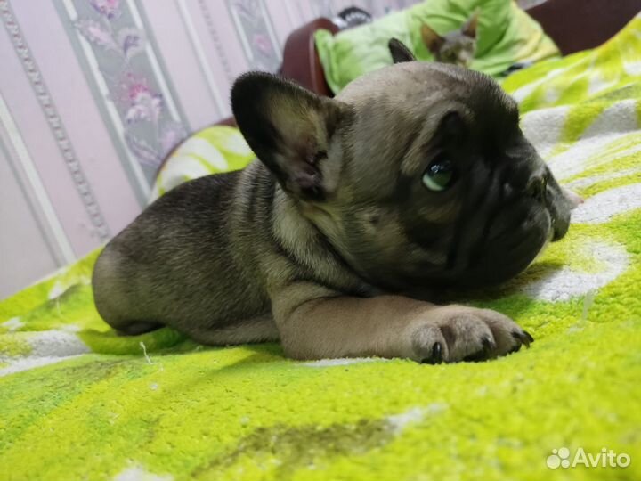 Французский бульдог щенки