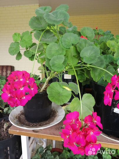 Герань пеларгония сортовая