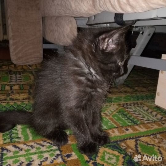 Котята в добрые руки бесплатно