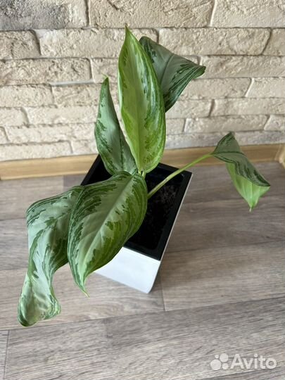 Аглаонема Сильвер Бей