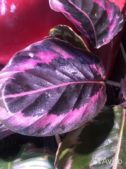 Калатея медальон