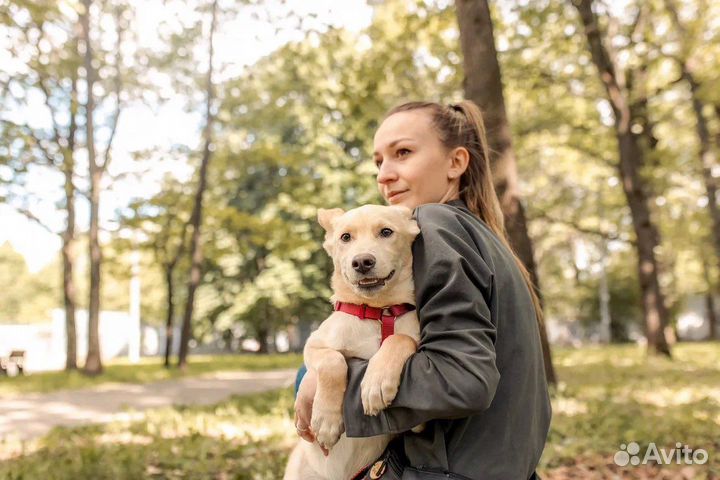 Щенок в добрые руки