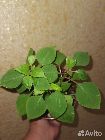 Бальзамин махровый