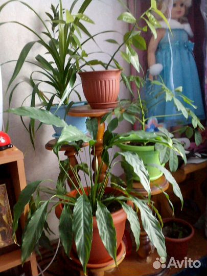 Комнатные цветы