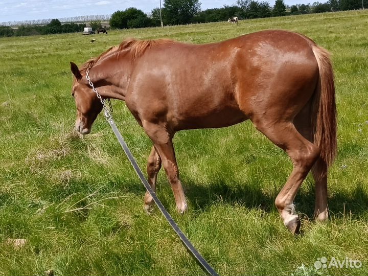 Лошадь Орловская рысачка полукровка