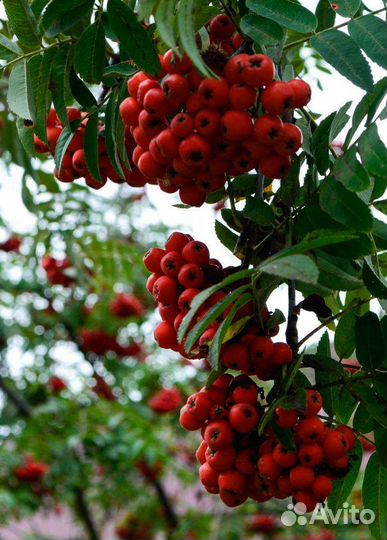 Боярышник, Рябина, саженцы