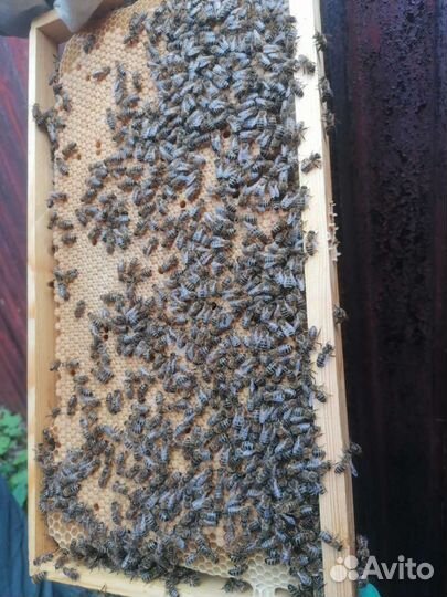 Пчелы матки