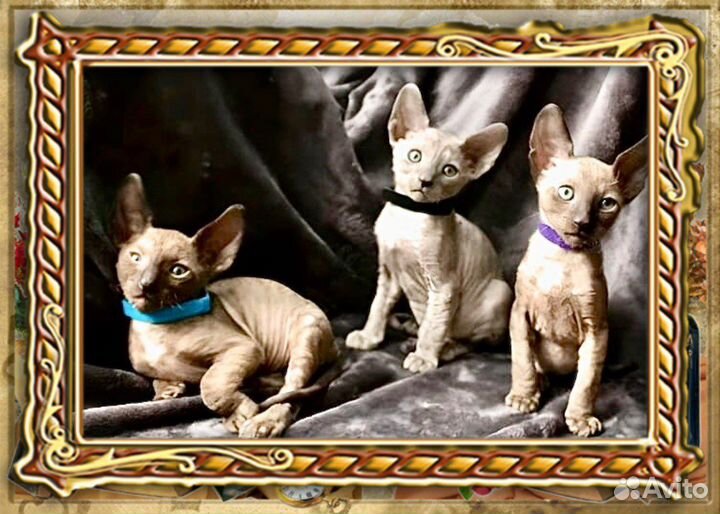Корниш-рекс котята с Документами. Кошечки котики