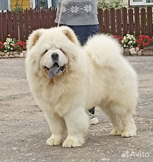 Кавалеры приглашают дам