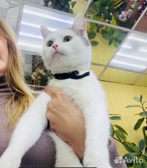 Молодая кошка бесплатно