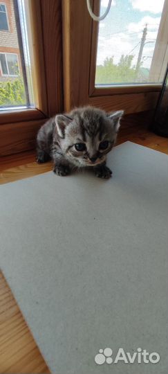 Котята