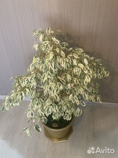 Бенджамина