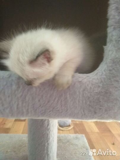 Невские маскарадные котята
