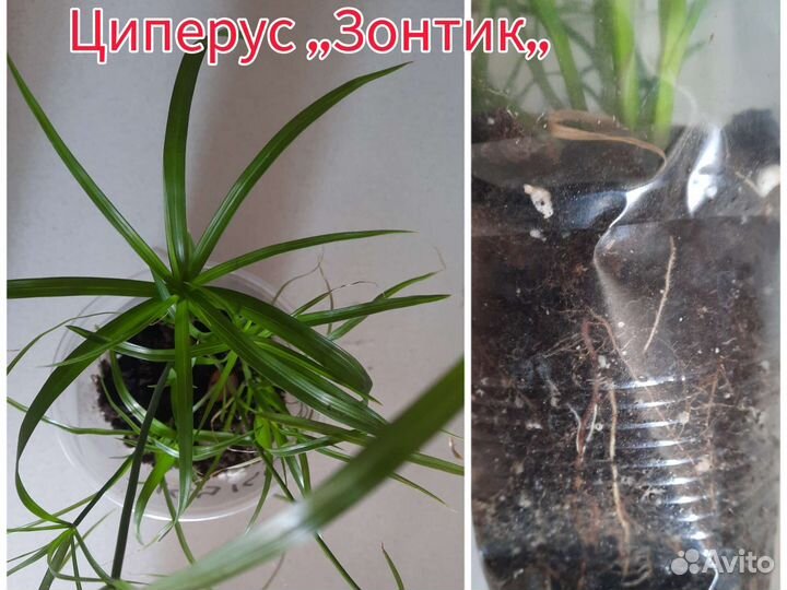 Циперус Зонтики