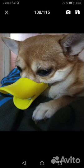 Намордник для маленькой собаки