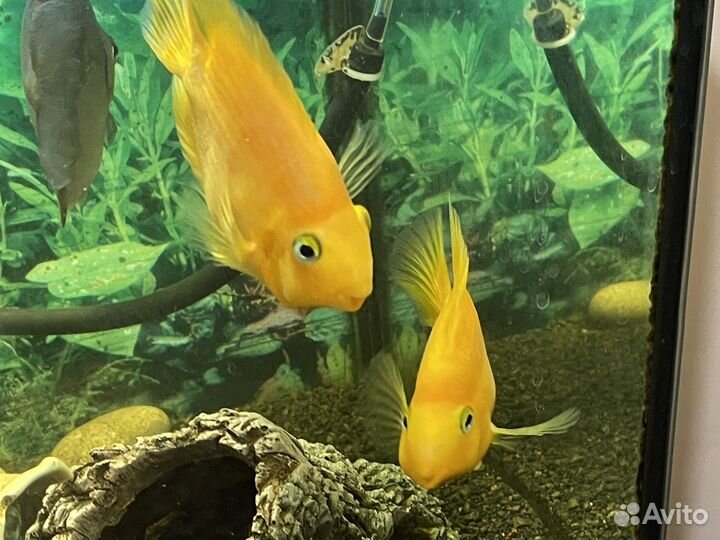 Красный попугай