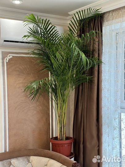 Пальма арека дипсис