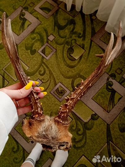 Рога косули