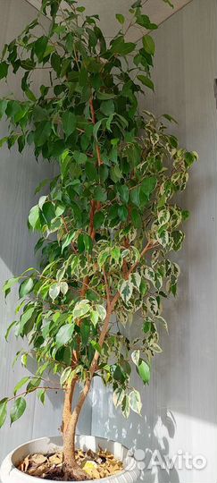 Фикус бенджамина