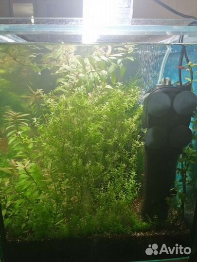 Растения, мхи прополка