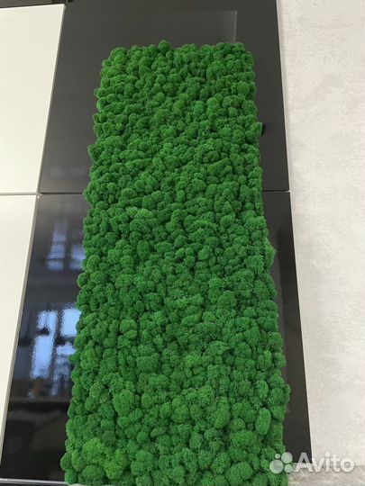 Картина из стабилизированного мха