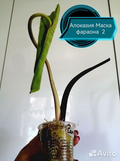 Алоказия и Аглонема