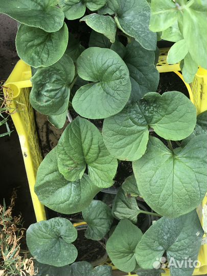 Садовые цветы многолетние