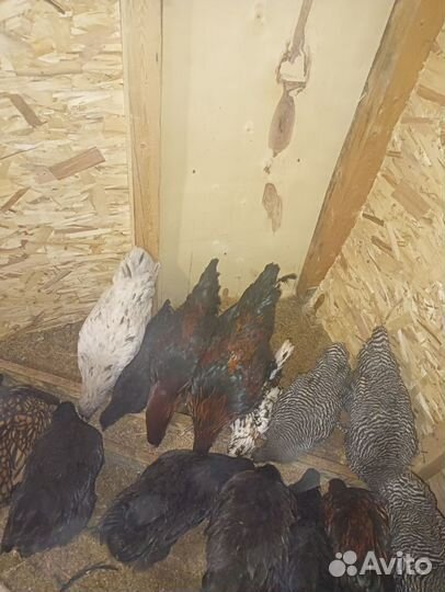 Молодые петушки