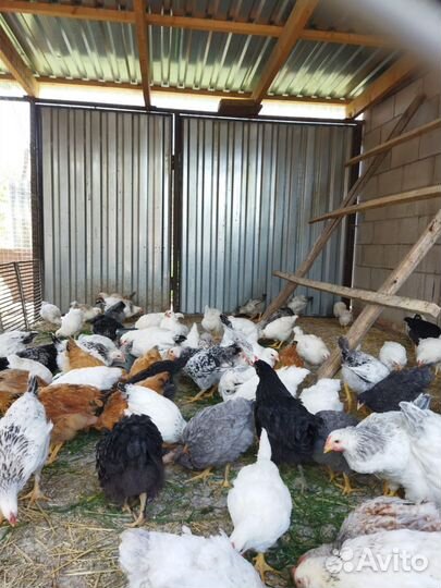 Цыплята 2.5 месяца