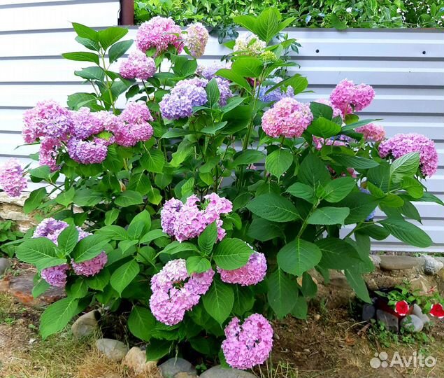 Гортензия