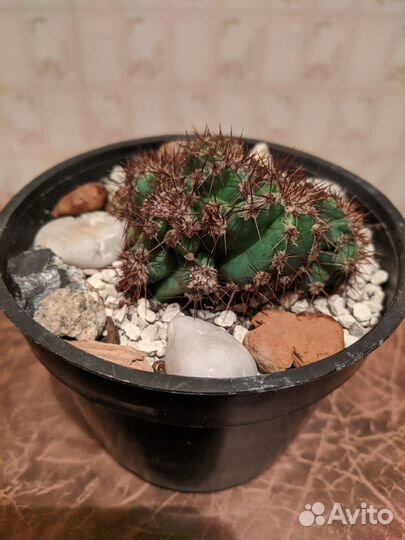 Кактус Цереус кристатная форма