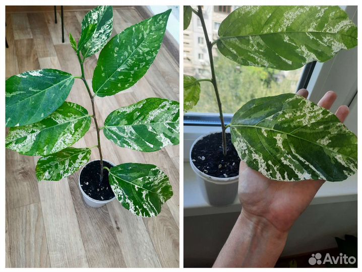 Фикусы сортовые