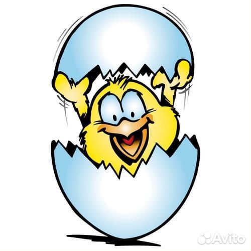 Цыплята бройлеры суточные