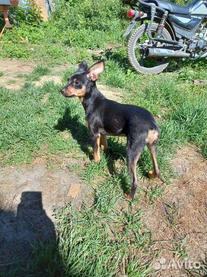 Той-терьер щенок