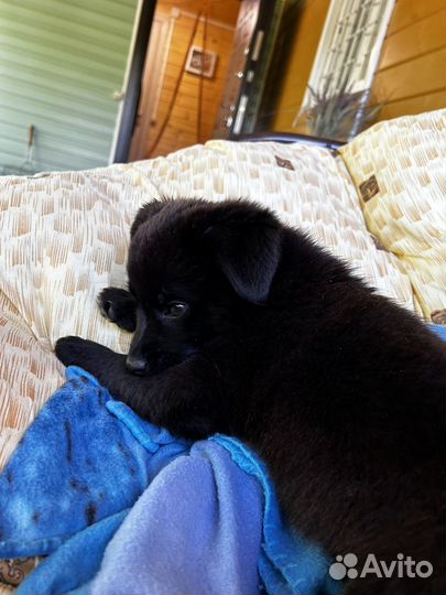 Собака (щенок) в добрые руки