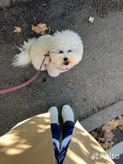 Догситтер, няня для собаки, зооняня, передержка