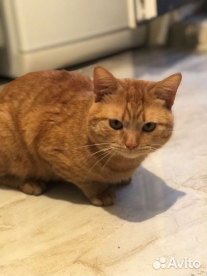 Котя хочет домой