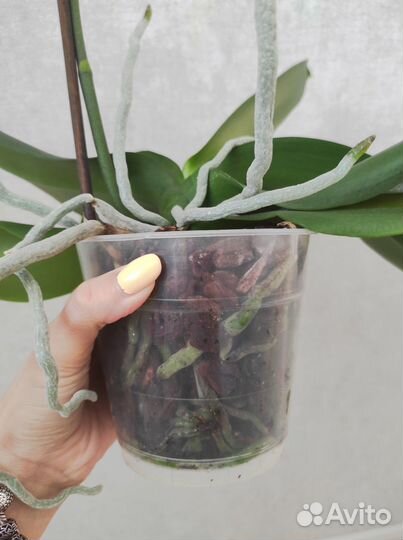 Орхидея Black Stripes