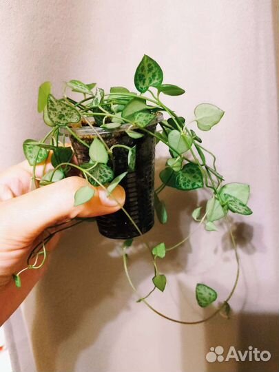 Церопегия Вуда, молочаи, кактусы, хавортии, алоэ