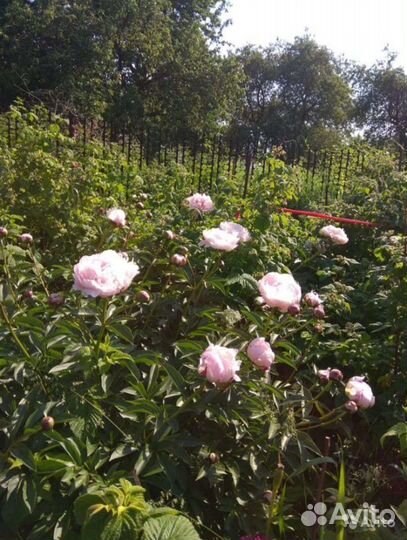 Тюльпаны, лилии, ромашки, пионы, букет в подарок