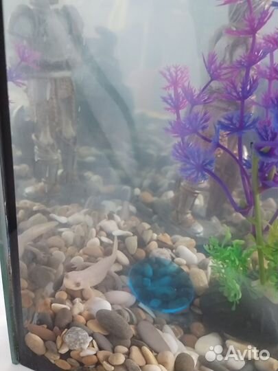 Аквариум 40 литров с тритоном