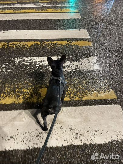 Вязка французский бульдог