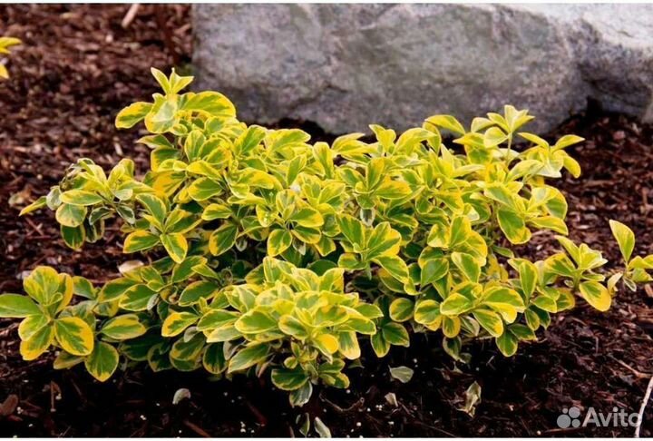 Бересклет форчуна эмеральд голд