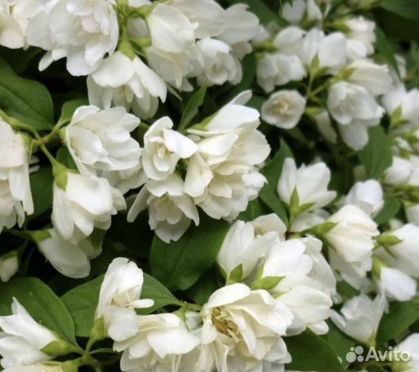 Чубушник Alabaster жасмин