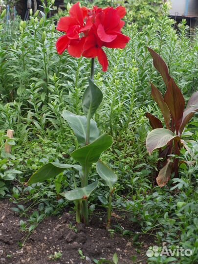 Многолетние растения